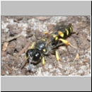 Crabro peltarius - Grabwespe w16c 9mm Sandgrube Niedringhaussee.jpg